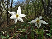 CANTO ALTO anello in direttissima da Zogno-Corna (25apr21)